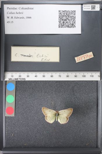 Media type: image;   Entomology 124595